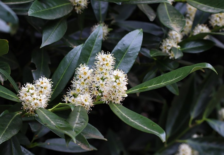 Lovor višnja - Prunus laurocerasus