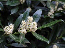 Lovor višnja - Prunus laurocerasus