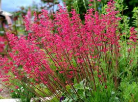 Coral Bells - Heuchera sanguinea