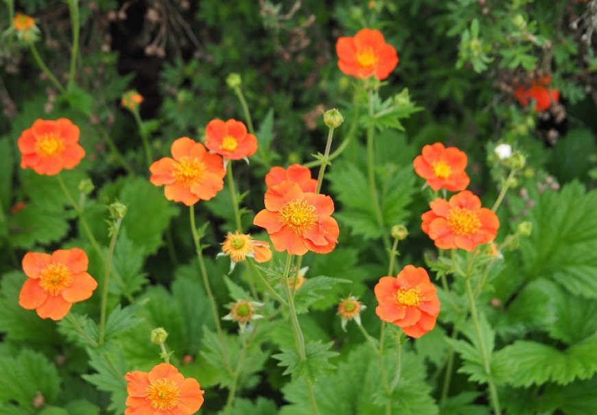 Red Avens - Geum coccineum