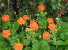 Red Avens - Geum coccineum