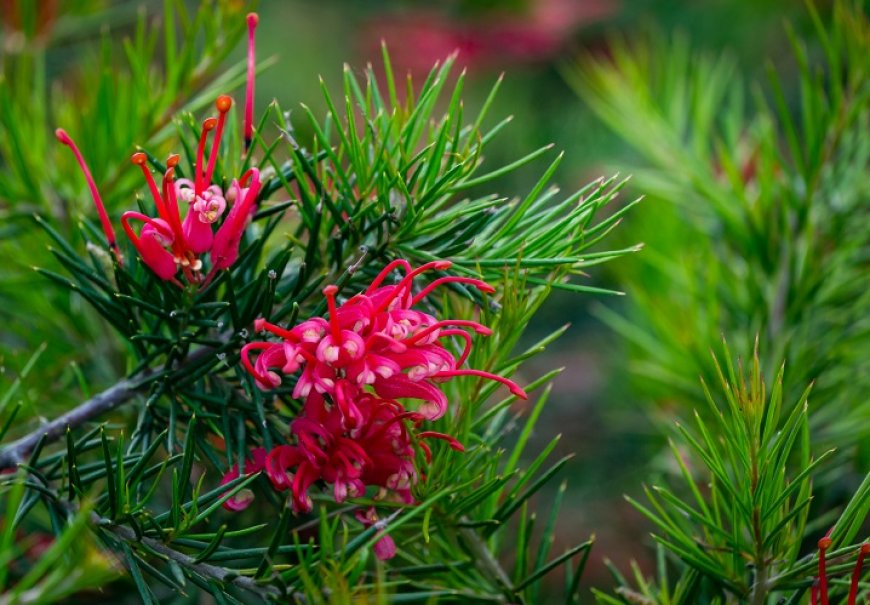 Juniper Grevillea -  Grevillea juniperina