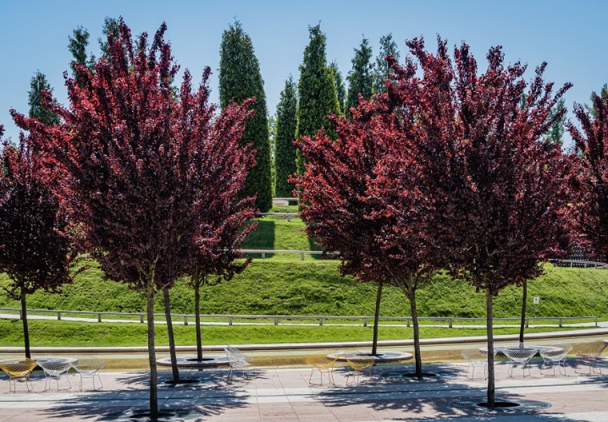 Crvenolisna trešnja - Prunus cerasifera Pissardii