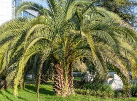 Butia - Butia capitata