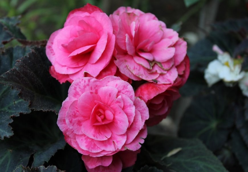 Begonija - Begonia tuberhybrida