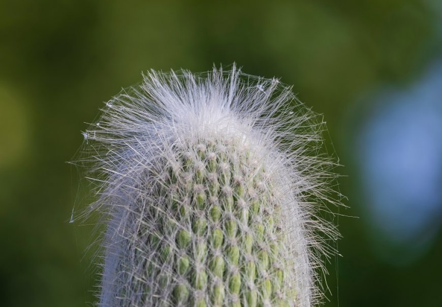 Rod Cephalocereus - Cephalocereus sp