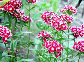 Carnations - Dianthus sp. 