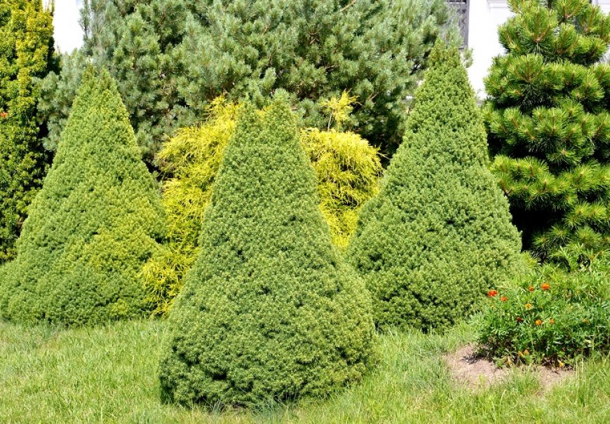 Smreka - Picea albertiana 'Conica'