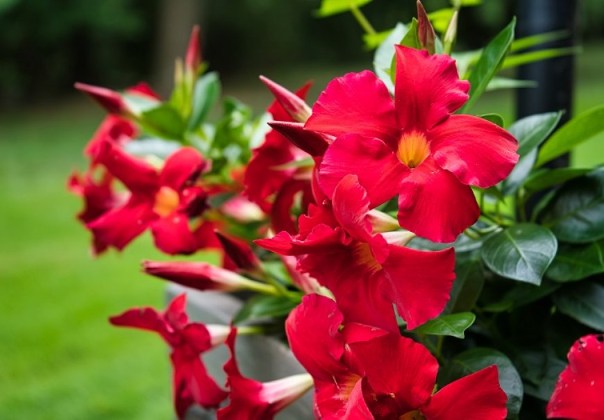 Red Riding Hood - Mandevilla splendens