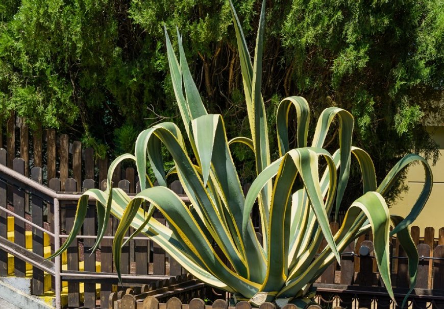 Agava - Agave americana