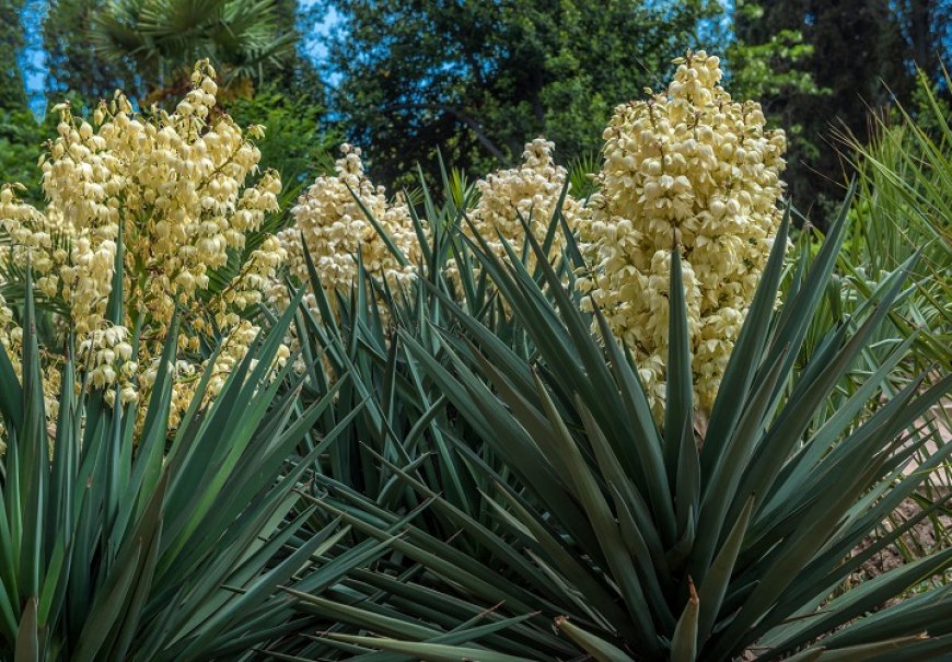 Moundlily Jucca - Yucca gloriosa