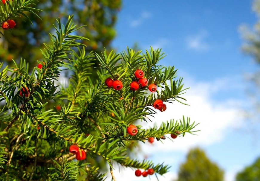 Tisa obična - Taxus bacata