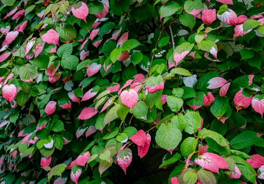 Arctic Beauty - Actinidia kolomikta
