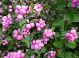 Biserak - Symphoricarpos x doorenbosii