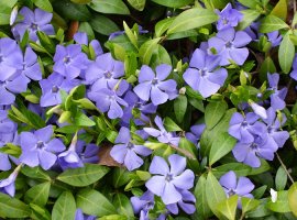 Periwinkle - Vinca sp.