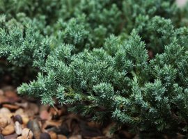 Borovica - Juniperus horizontalis 'Glauca'