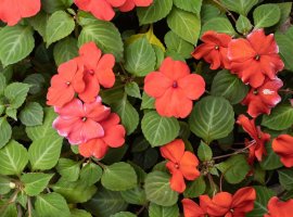 Vodenica - Impatiens walleriana