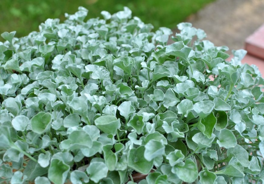 Dihondra srebrna - Dichondra argentea