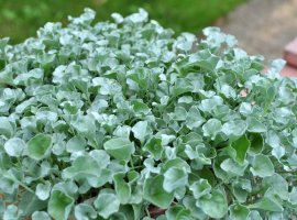 Dihondra srebrna - Dichondra argentea