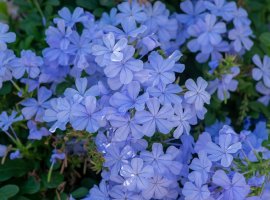 Plumbago - Plumbago auriculata