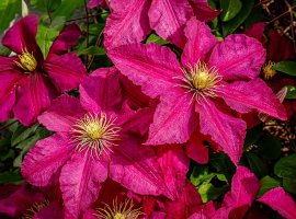 Pavitina - Clematis