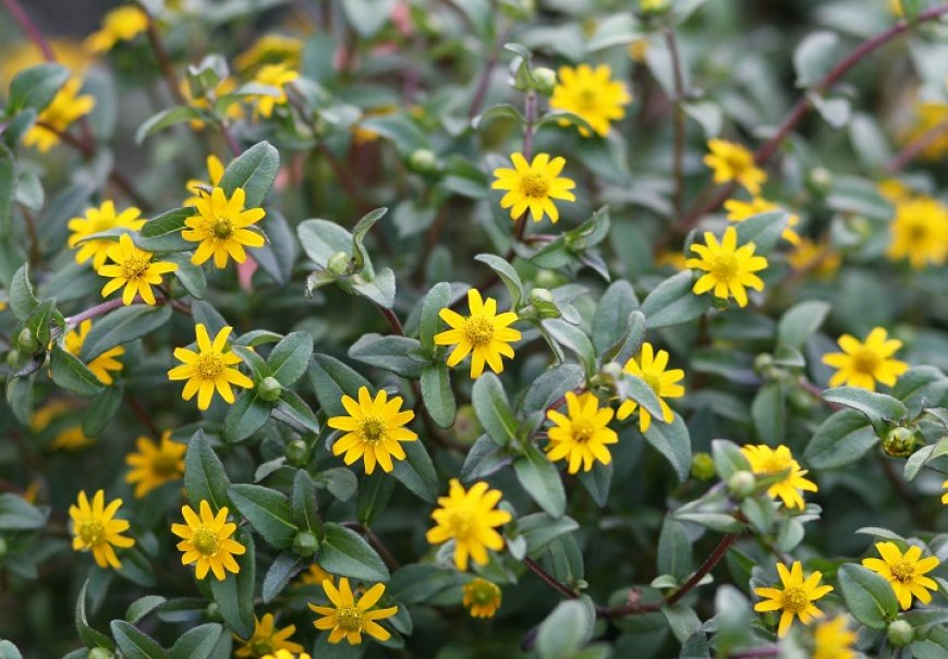 Mexican creeping zinnia - Sanvitalia procumbens