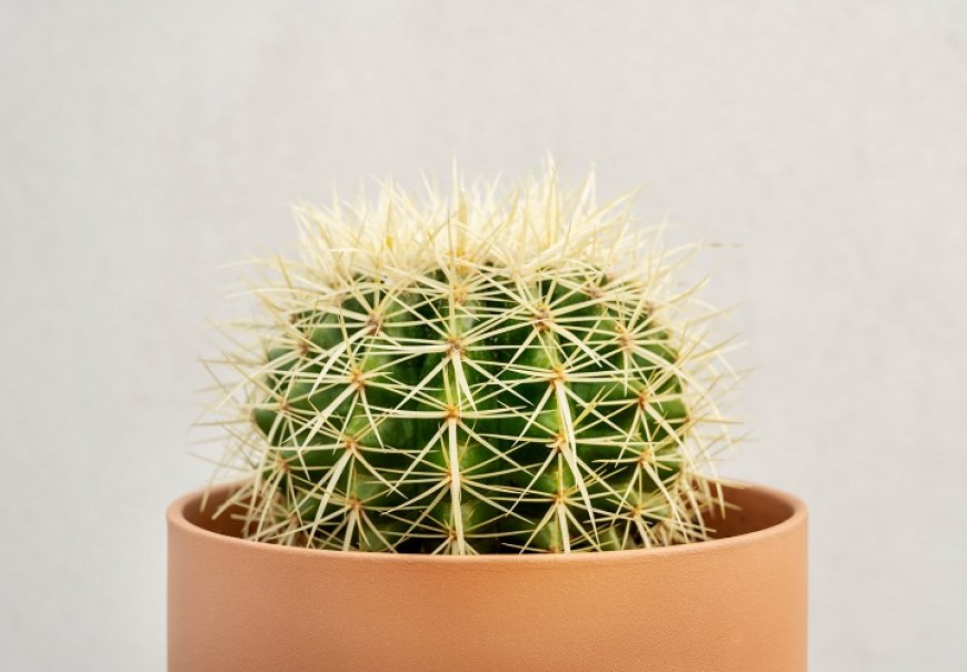 Rod Echinocactus - Echinocactus sp.