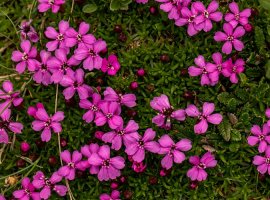 Rock soapwort  - Saponaria ocymoides 
