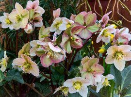 Christmas Rose - Helleborus niger