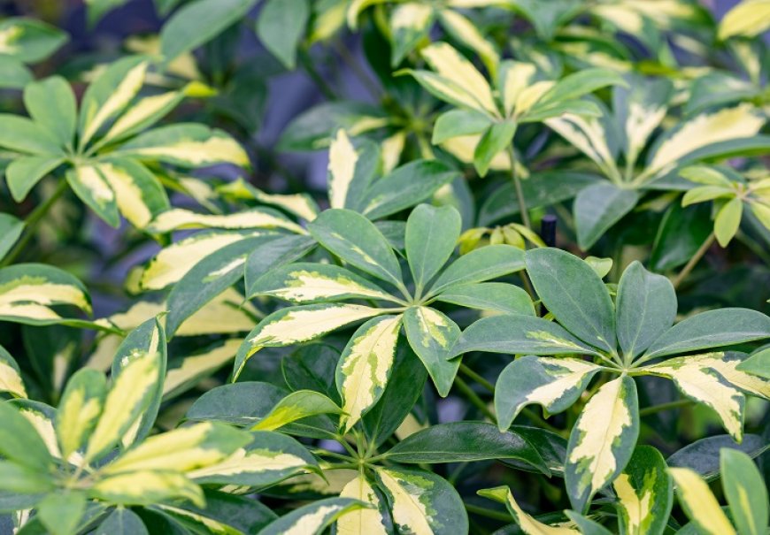 Šeflera - Schefflera arboricola