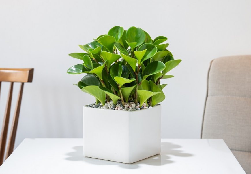 Peperomija - Peperomia obtusifolia