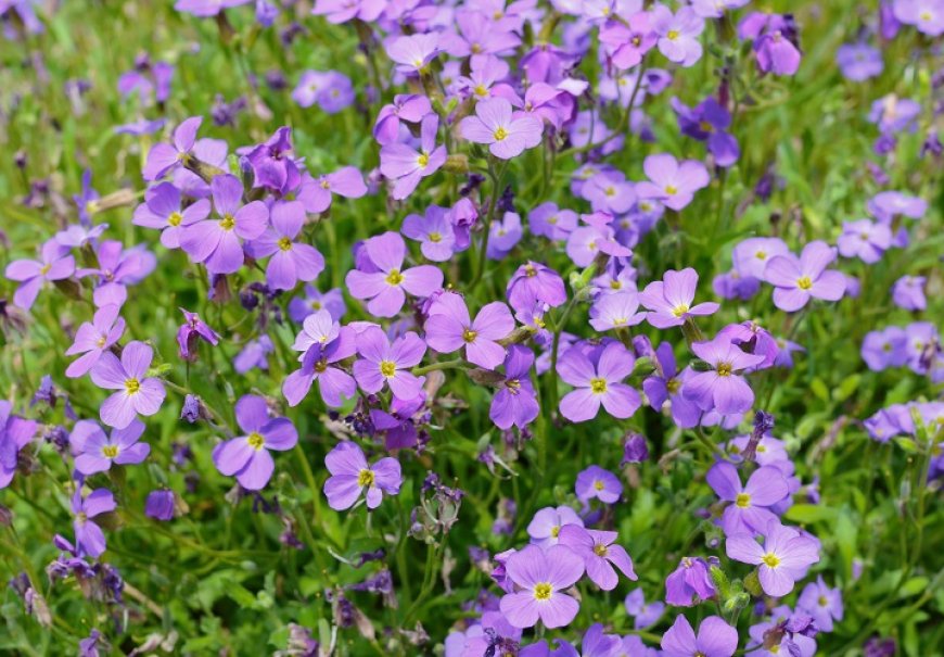 Rock cress - Aubrieta deltoidea