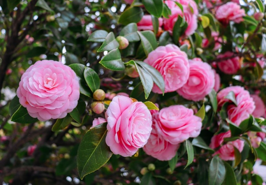 Japanese Camellia - Camellia japonica