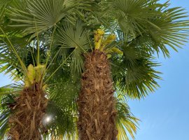Chamaerops - Chamaerops excelsa