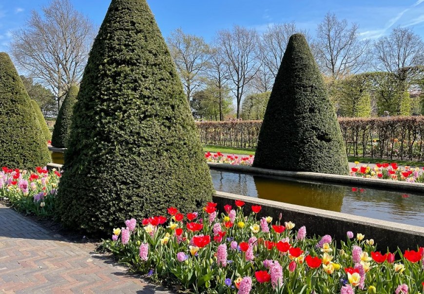 Tisa - Taxus baccata