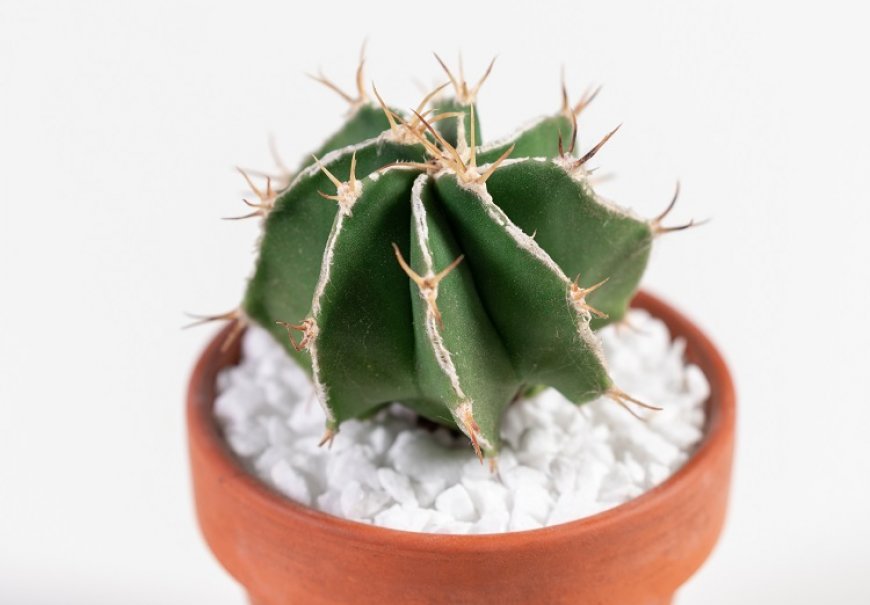 Rod Astrophytum - Astrophytum sp.