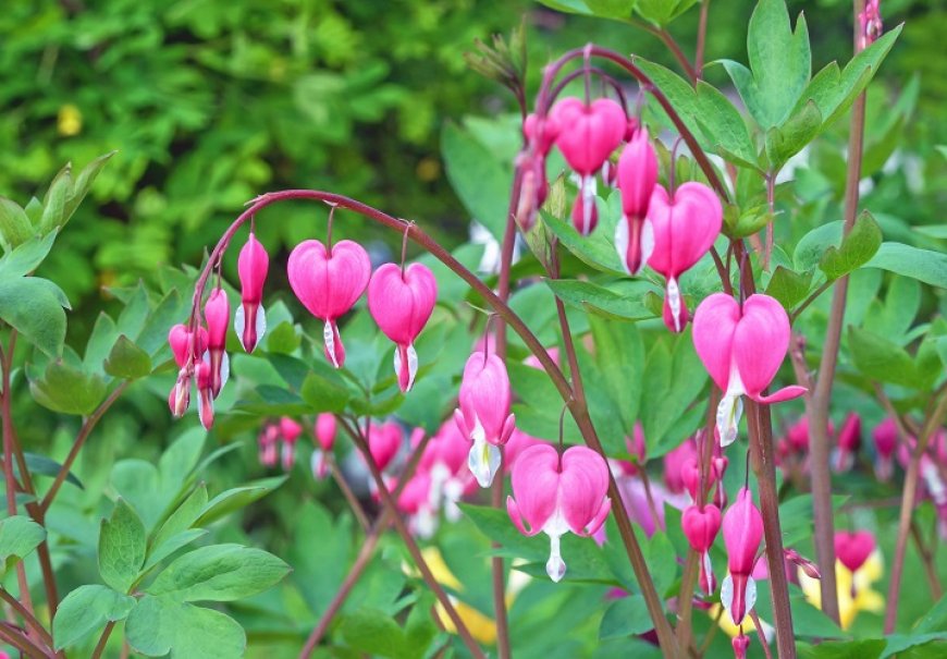 Bleeding Heart - Dicentra spectabilis 
