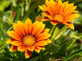 Gazanija - Gazania rigens