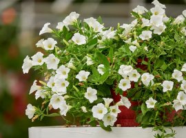 Surfinija - Petunia x atkinsiana
