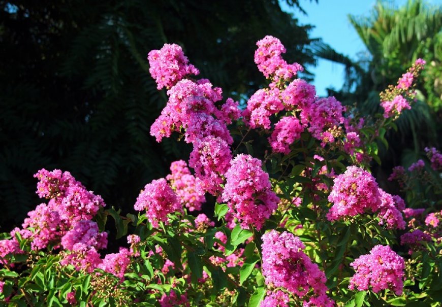 Lagerstremija - Lagerstroemia indica