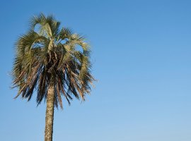 Butia - Butia yatay