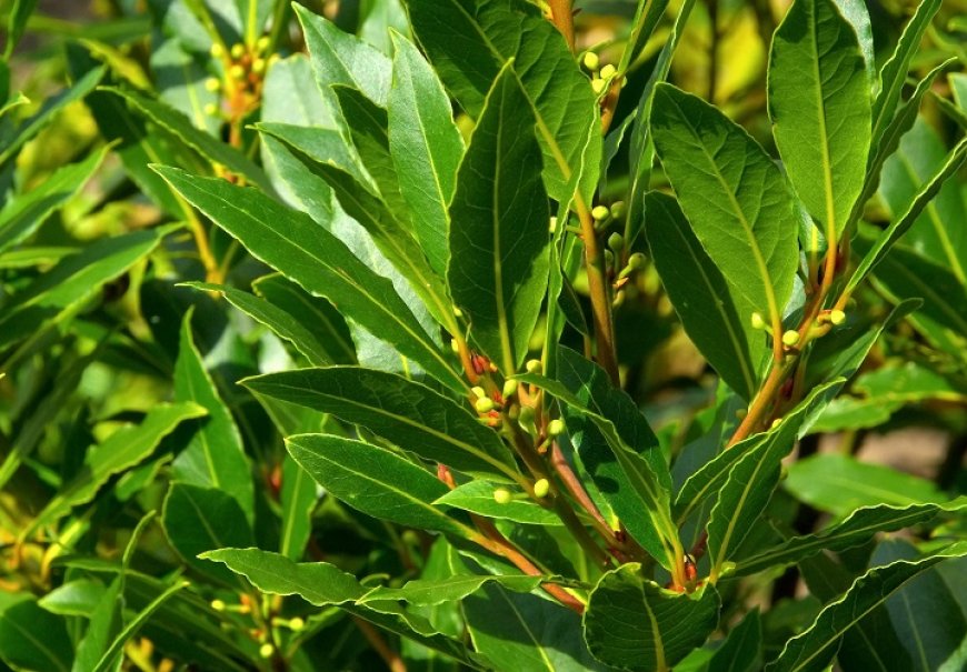 Lovor - Laurus nobilis