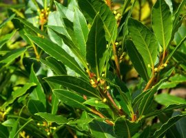 Lovor - Laurus nobilis