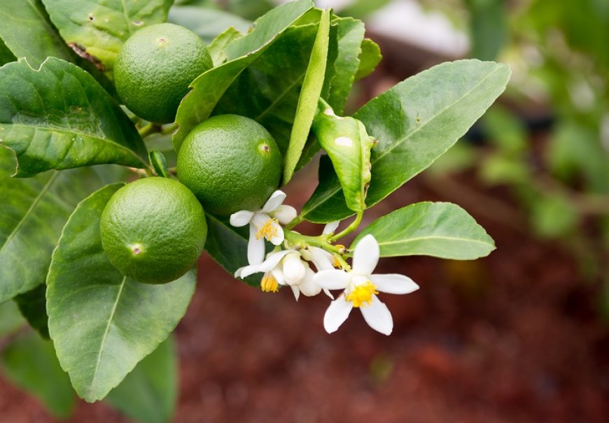Limeta - Citrus aurantiifolia