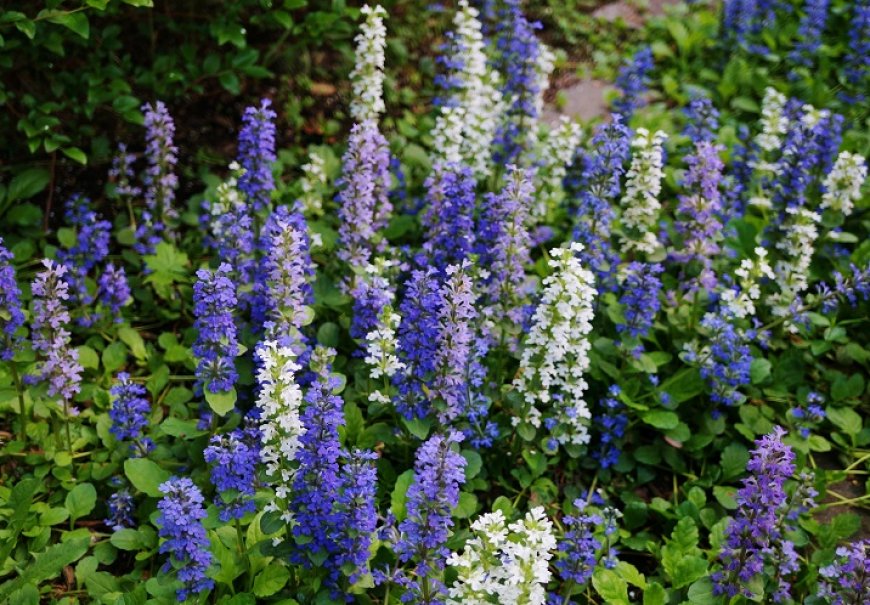 Ajuga - Ajuga reptans