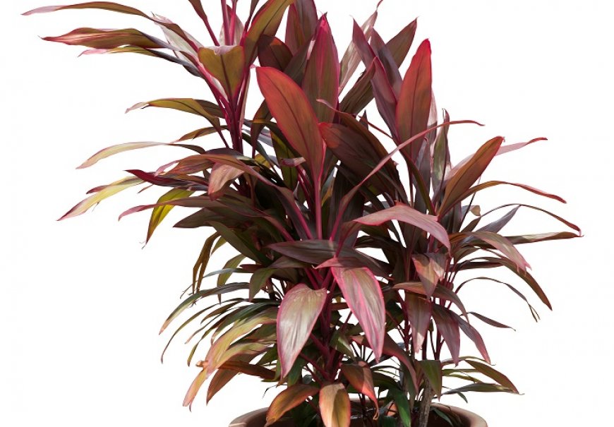 Kordilina - Cordyline fruticosa