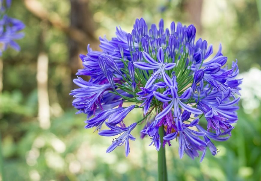 Afrički ljiljan - Agapanthus africanus