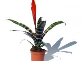 Plameni mač - Vriesea splendens