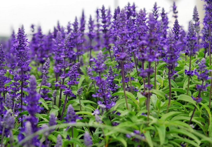 Salvija - Salvia x superba