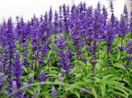 Sage - Salvia x superba